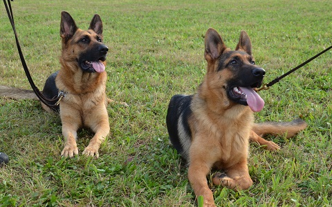 Tradate Addestramento cani ubbidienza difesa Casa Tazzi