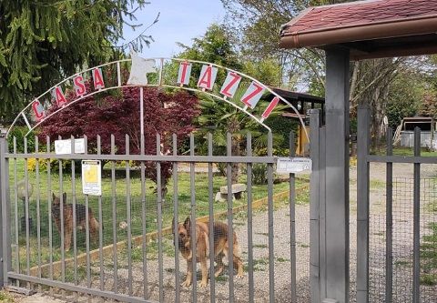 Pastore Tedesco Allevamento Addestramento Casa Tazzi Cadorago