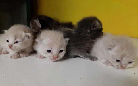 Animalia Onlus no-profit Locate Varesino