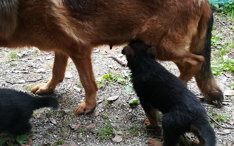 Cuccioli di Pastore Tedesco Vercelli Allevamento