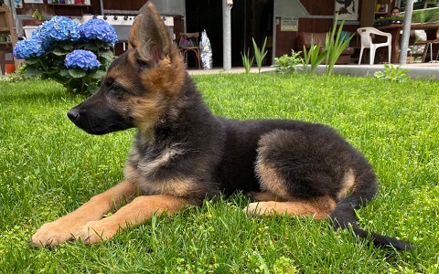 Cuccioli di Pastore Tedesco Pordenone Casa Tazzi allevamento cani