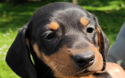 Cuccioli bassotto Casa Tazzi