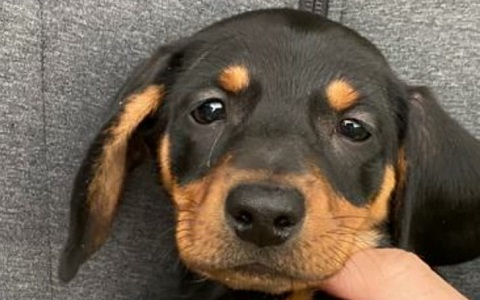 Cuccioli bassotto Casa Tazzi