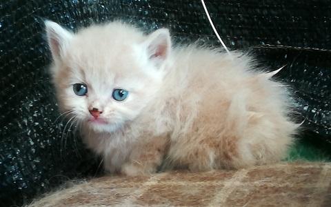 Cuccioli gatto persiano Casa Tazzi