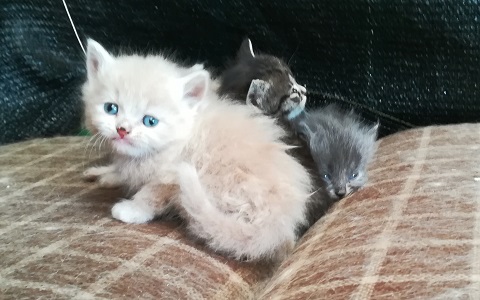 Cuccioli gatto persiano Casa Tazzi