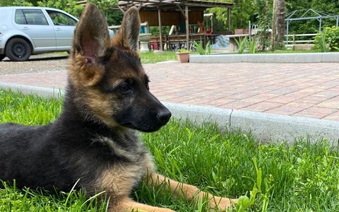Cuccioli Pastore tedesco Casa Tazzi