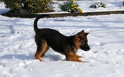 Cuccioli Pastore tedesco Casa Tazzi