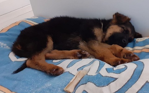Cuccioli Pastore tedesco Casa Tazzi