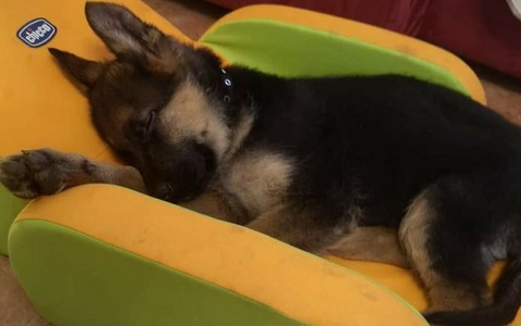 Cuccioli Pastore tedesco Casa Tazzi