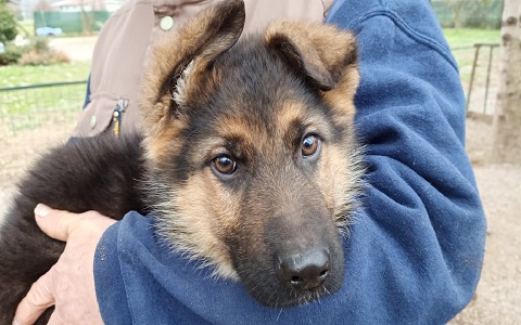 Cuccioli Pastore tedesco Casa Tazzi