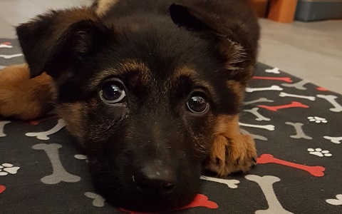 Cuccioli Pastore tedesco Casa Tazzi