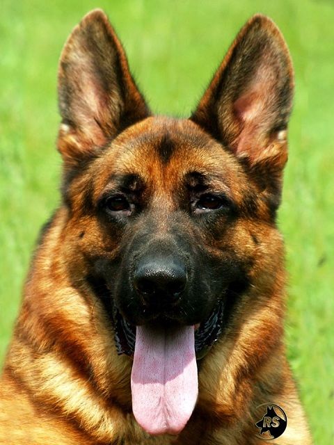 Allevamento del Pastore Tedesco Casa Tazzi Pensione e addestramento cani