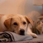 Cane ansioso che piange vicino alla porta, manifestando segni di separazione.