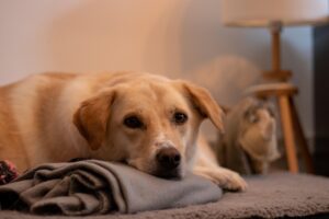 Cane distrugge mobili in casa, evidenziando comportamenti distruttivi e necessità di addestramento.