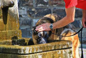 Cane disidratato che guarda una ciotola d'acqua, segni di sete evidente.