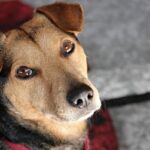 Cane seduto su un sedile di aereo, pronto per il viaggio con il suo proprietario.