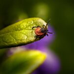 Immagine di un giardino con piante e aceto di mele, simbolo di protezione contro pulci e zecche.