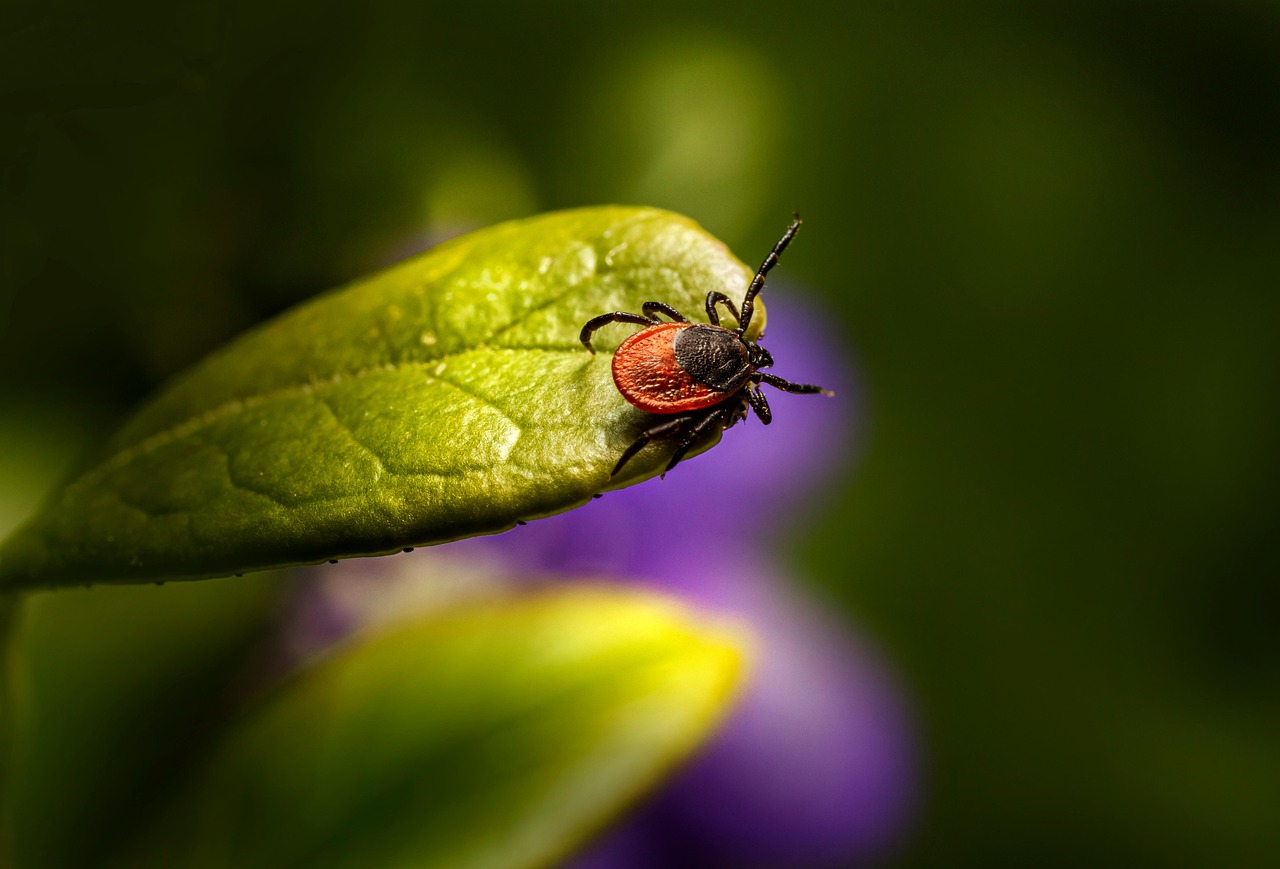 Immagine di un giardino con piante e aceto di mele, simbolo di protezione contro pulci e zecche.