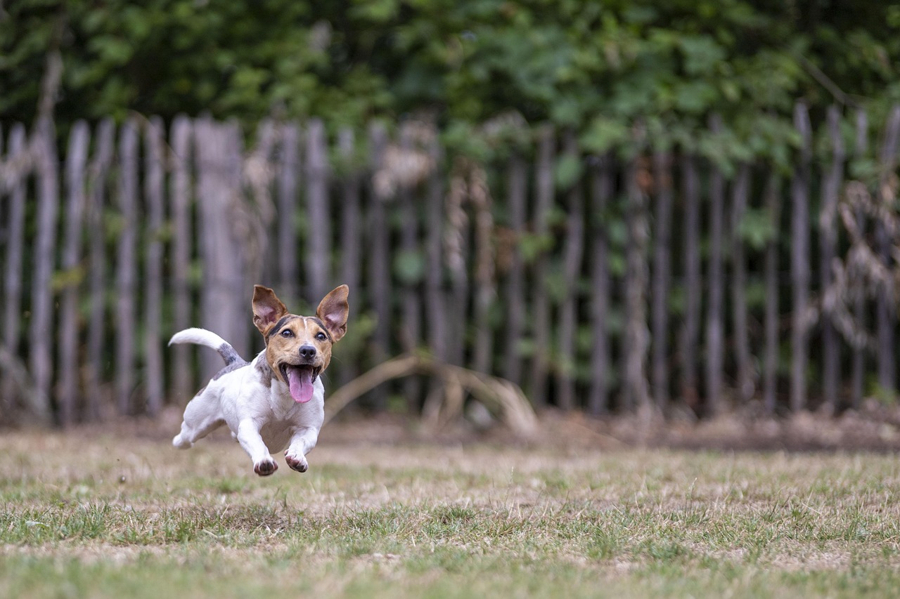 Cane che corre felice dopo aver mangiato, evidenziando possibili problemi digestivi.