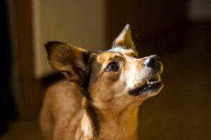 Cane che abbaia di notte senza motivo: 5 spiegazioni che nessuno considera