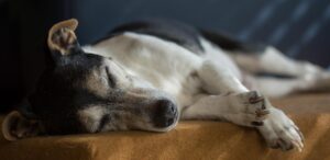 Inappetenza nel cane in gravidanza: i 3 momenti critici da monitorare ogni giorno