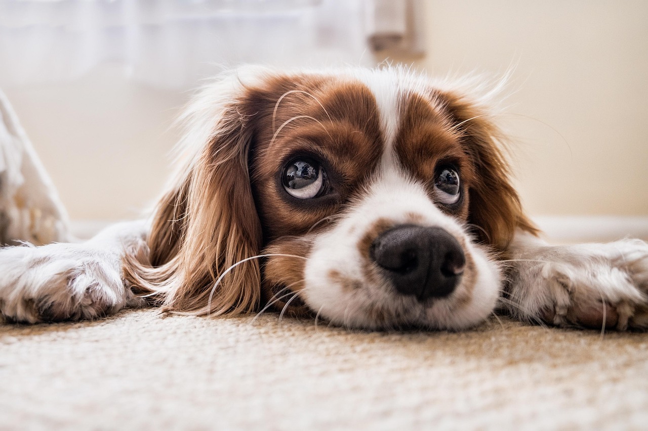 Cane ansioso vicino a scatole durante un trasloco, evidenziando lo stress sull'alimentazione.