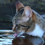 Gatto vicino a una ciotola d'acqua, mostra segni di disidratazione eccessiva.