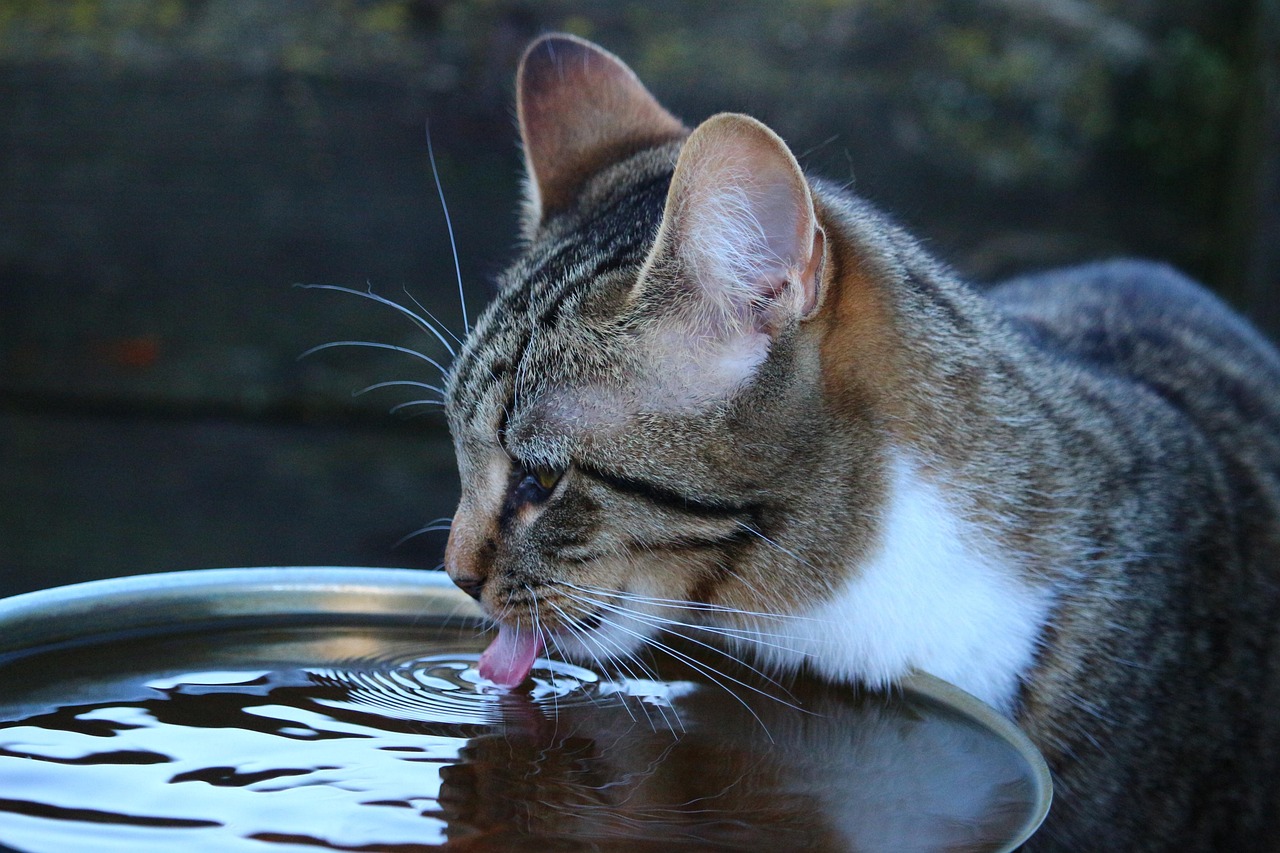 Gatto vicino a una ciotola d'acqua, mostra segni di disidratazione eccessiva.