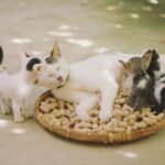 Gatto curioso che osserva la ciotola vuota dopo lo svezzamento.