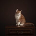 Gatto che graffia un mobile di notte, comportamento comune da gestire per proteggere i mobili.