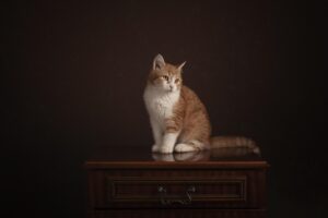 Gatto che graffia un mobile di notte, comportamento comune da gestire per proteggere i mobili.