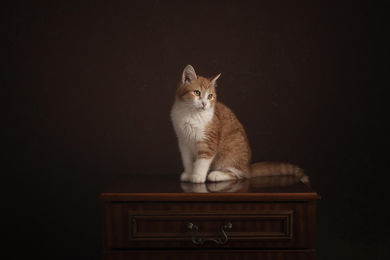 Gatto che graffia un mobile di notte, comportamento comune da gestire per proteggere i mobili.