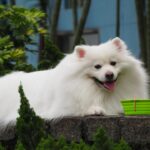 Cane che beve acqua, con espressione curiosa, in un contesto domestico.