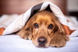 Cosa dare da mangiare a un cane malato che rifiuta tutto: 5 soluzioni testate