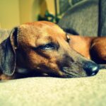 Cane malato che vomita, segnale di emergenza veterinaria.