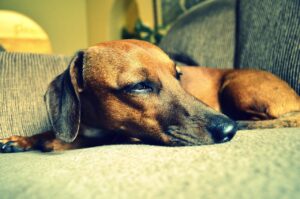 Cane che vomita e non mangia: quando è il momento di correre dal veterinario