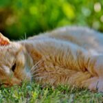 Gatto che vomita dopo aver mangiato velocemente, evidenziando il problema e la ricerca di rimedi.