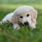 Cane che mangia erba durante una passeggiata, illustrando il comportamento comune e le preoccupazioni dei padroni.