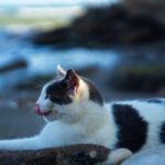 Gatto curioso davanti a una scatoletta di tonno, simbolo di una dieta sicura e sana secondo il veterinario.