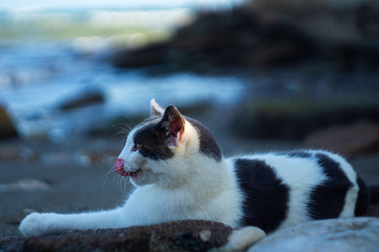 Gatto curioso davanti a una scatoletta di tonno, simbolo di una dieta sicura e sana secondo il veterinario.