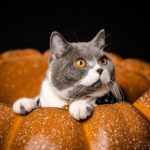 Gatto che esplora una zucca, simbolo dei benefici nutrizionali per gli animali.