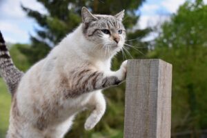 Il tuo gatto graffia i mobili? Ecco perché lo fa e come fermarlo davvero