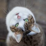 Gatto con espressione affamata, miagola per chiedere aiuto e attenzioni.