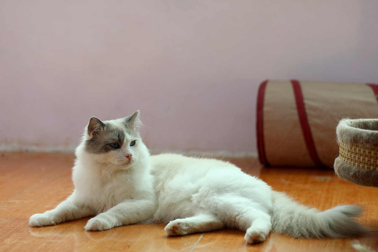 Gatto affettuoso che si coccola con un umano, simbolo delle razze più amorevoli.