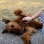 Cane con pelo opaco, simbolo delle cause nascoste da considerare per la salute del pelo.