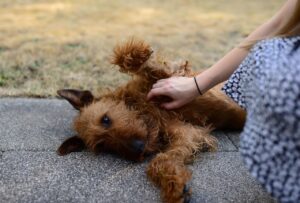 Cane con pelo opaco, simbolo delle cause nascoste da considerare per la salute del pelo.