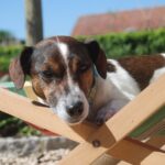 Cane che riposa all'ombra durante una giornata calda, mostrando disinteresse per il cibo.