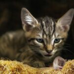 Gatto che porta una preda in casa, simbolo del suo istinto predatorio e comportamento naturale.