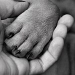 Cane che poggia la zampa su un umano, simboleggiando affetto e fiducia.
