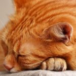 Gatto che dorme serenamente sulla testa di una persona, simbolo di affetto e connessione.